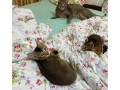 caracat-kittens-available-small-2
