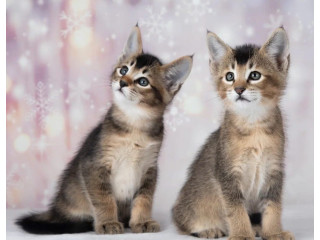 Caracat Kittens Available