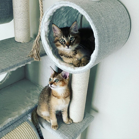 caracat-kittens-available-big-4