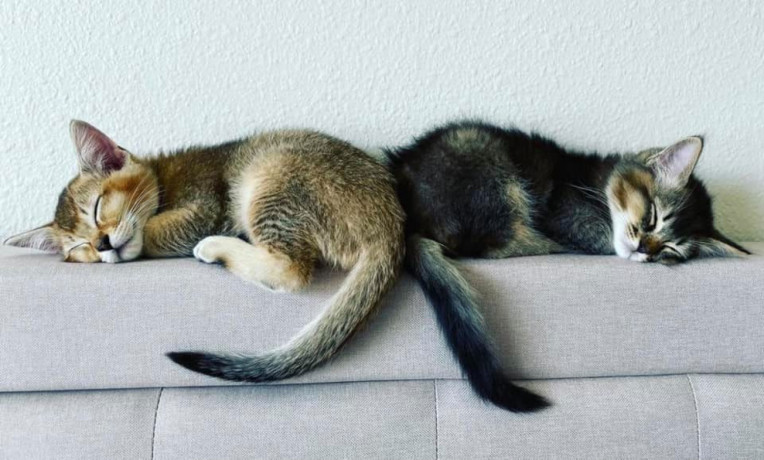 caracat-kittens-available-big-3