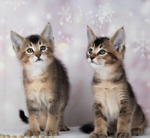 caracat-kittens-available-big-1