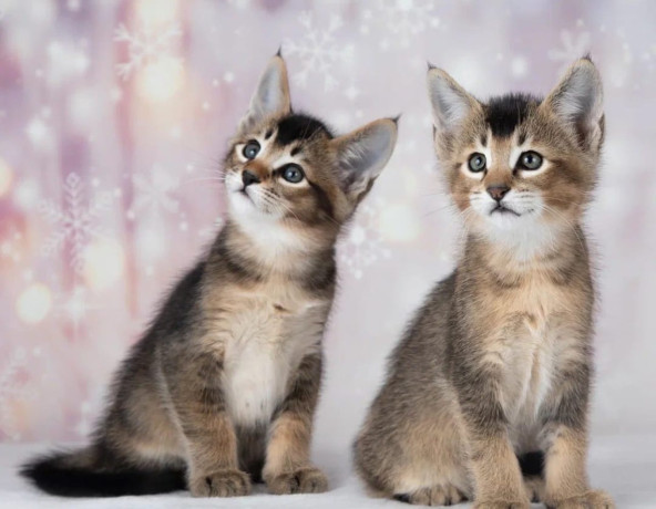caracat-kittens-available-big-0