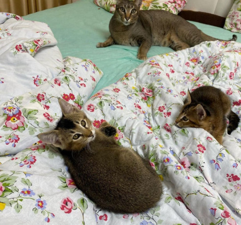 caracat-kittens-available-big-2