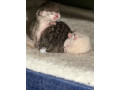 scottish-kittens-small-0