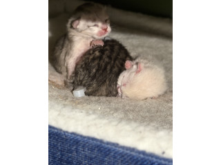 Scottish kittens