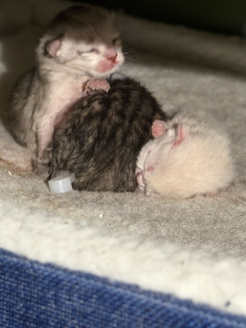 scottish-kittens-big-0
