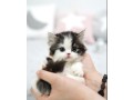 munchkin-kitten-for-sale-small-0