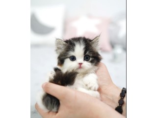 Munchkin kitten for sale