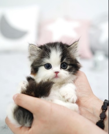munchkin-kitten-for-sale-big-0