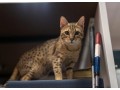 beautiful-savannah-kitten-for-adoption-small-0