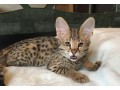 beautiful-savannah-kitten-for-adoption-small-2