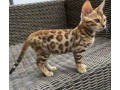beautiful-savannah-kitten-for-adoption-small-1