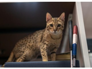 Beautiful Savannah kitten for Adoption
