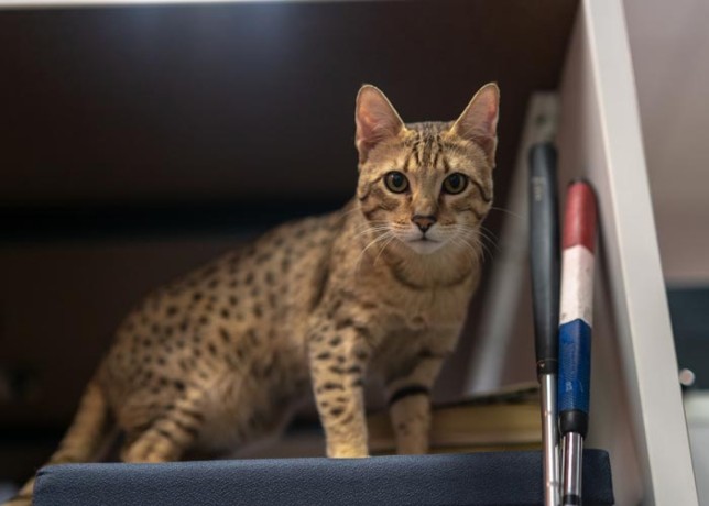 beautiful-savannah-kitten-for-adoption-big-0