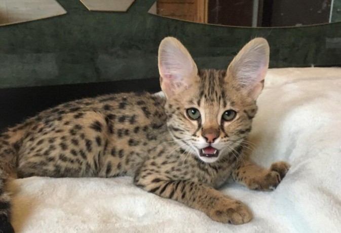 beautiful-savannah-kitten-for-adoption-big-2