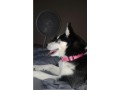 lost-my-dog-small-2