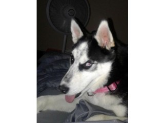 Lost my dog