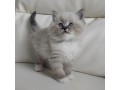 ragdoll-kitten-for-sale-small-0