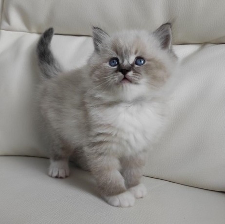 ragdoll-kitten-for-sale-big-0