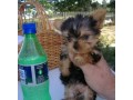 free-tcup-yorkie-puppy-to-a-good-home-small-0