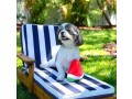 smiley-watermelon-squeaker-plush-dog-toy-small-0