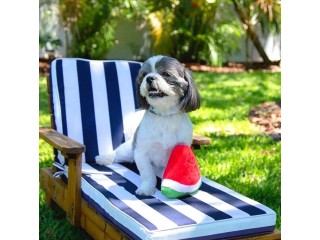 Smiley Watermelon Squeaker Plush Dog Toy