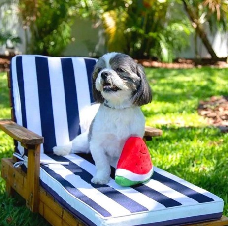 smiley-watermelon-squeaker-plush-dog-toy-big-0