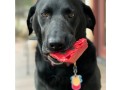 cherry-pie-dog-chew-toy-small-0
