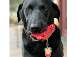 Cherry Pie Dog Chew Toy